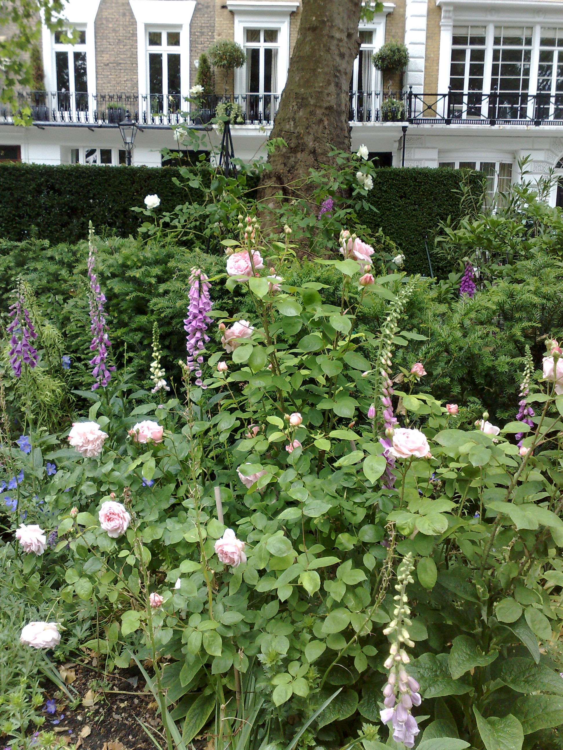 Abbey road close up of planting bay spires grasses and soft flowers